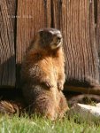 marmot02.jpg