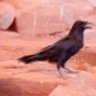 badcrow