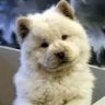 Dogiem