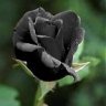 BLack_Hurr
