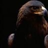 eagleata