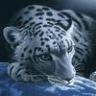 zorbey24
