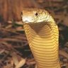 cobra38