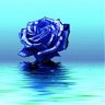 BLUE ROSE