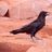 badcrow