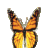 foreternit