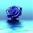 BLUE ROSE